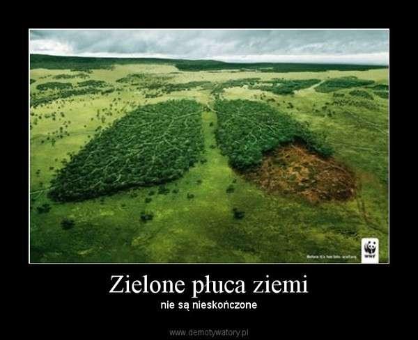 Otaczać należytą troską tereny zielone naturalne płuca Ziemi. Poza tym powinniśmy oszczędzać wszelkie produkty wykonane z drzew. Kupujmy papier makulaturowy bądź z certyfikatem. Drukujmy dwustronnie.