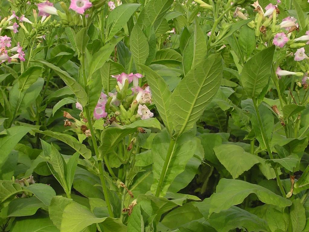 Nicotiana