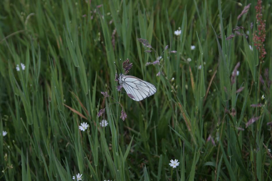 przewidziano działania, które mogą sprzyjać utrzymaniu stanowisk tego gatunku. Motyl na torfowiskach pojawia się od końca czerwca do sierpnia. Na transektach spotykano do 10 egzemplarzy.