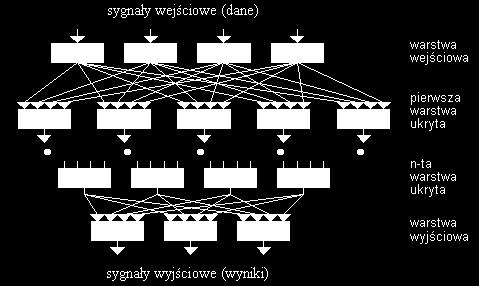 biologicznych sieci neuronowych o