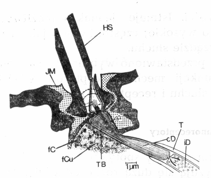 Mechanosensille receptory odbierające bodźce mechaniczne 191 Typu I z neuronami dwubiegunowymi. Są one powiązane z kutikulą i mają wyspecjalizowane komórki osłonowe.