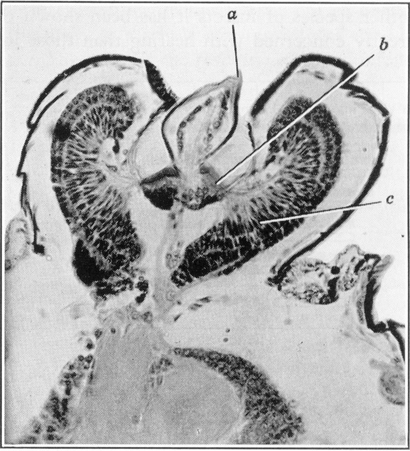 Mechanosensille receptory odbierające bodźce mechaniczne 197 Skupiska proprioceptorów u pszczoły miodnej: 1 włoski dotykowe przyczułkowe; 2 włoski dotykowe szyjne; 3 I tergit odwłoka; 4 II tergit