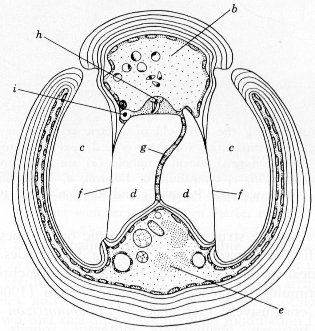 Mechanosensille receptory odbierające bodźce mechaniczne 199 Narząd tympanalny szarańczaków: b kanał z hemolimfą; c jama bębenkowa; d tchawki; e kanał z hemolimfą; f błona bębenkowa; g sztywna ściana
