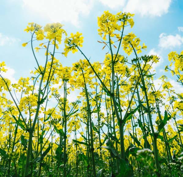 MATERIAŁ SIEWNY RZEPAKU ZESTAWIENIE CECH AGRONOMICZNYCH ODMIAN RZEPAKU ODMIANY Kuga Rohan ES Cesario Amazon SY Polana Vapiano Sidney ODMIANY Kuga Rohan ES Cesario Amazon SY Polana Vapiano Sidney