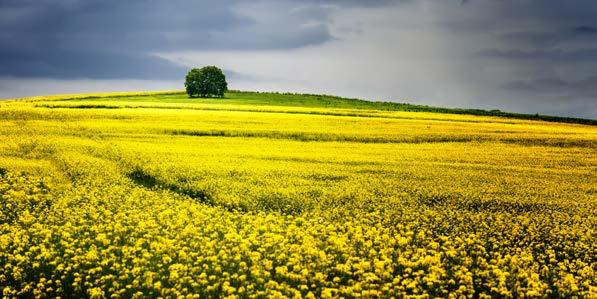 rolniczych, ogrodniczych oraz sadów owocowych powoduje aktywację wzrostu rośliny bierze udział w syntezie chlorofilu oraz w procesie fotosyntezy poprawia wzrost korzeni