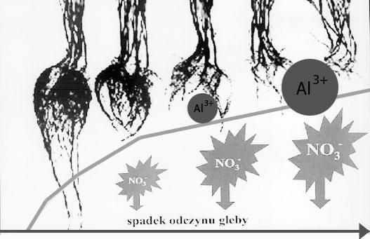 86 Archives of Waste Management and Environmental Protection, vol. 15 issue 4 (2013) Rys. 5.1. Biologiczne i środowiskowe skutki zakwaszenia gleb [26] 6.