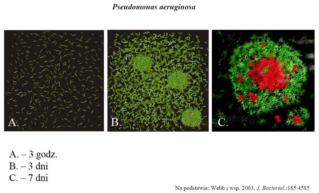 BIOFILMY Na podstawie