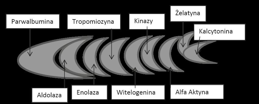 Rodzaje nanonośników Liposomy Liposomy to nanocząstki lipidowe mają zdolność przenoszenia dużej ilości leku. Badania nad ich zastosowaniem trwają od początku istnienia nanobiotechnologii.