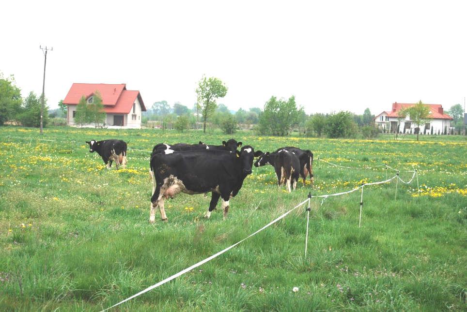 Preparaty ziołowe w profilaktyce i leczeniu schorzeń wymienia krów Spośród badanych podmiotów najwyższą zawartością LKS w mleku przez cały okres badawczy cechowało się gospodarstwo V.