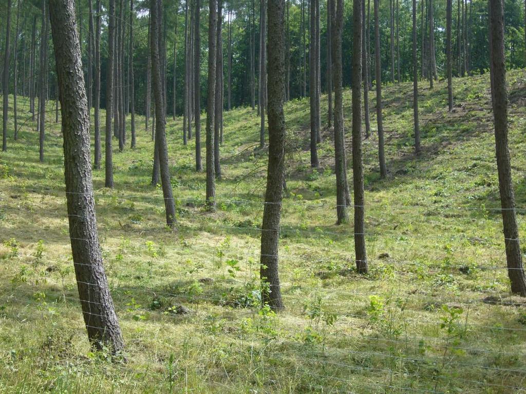 siedlisko grądu