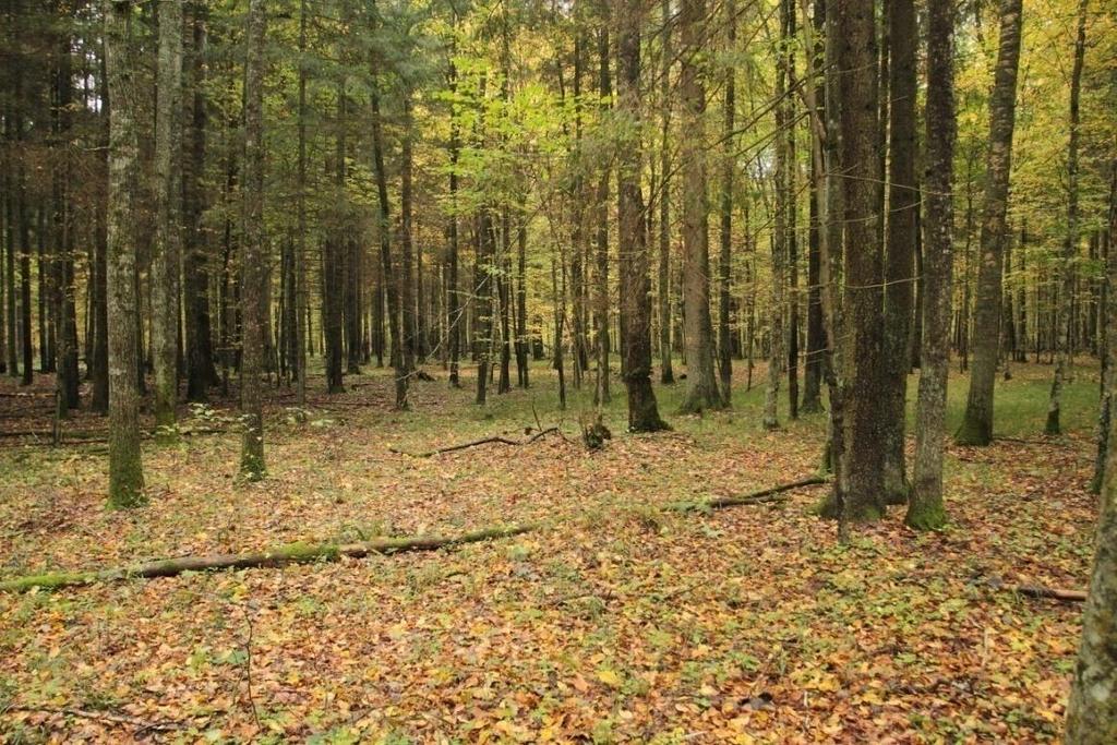 oraz związane z tymi działaniami m.in. zbytnie prześwietlenie drzewostanu i bezpośrednie niszczenie runa i gleby. Fot.3.