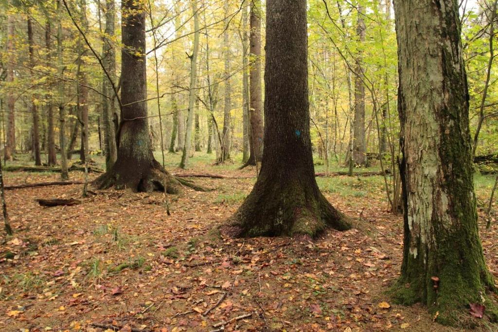 Fot.7. Oznaczenie świerków zaatakowanych przez kornika w rezerwacie Lasy Naturalne Puszczy Białowieskiej (wydzielenie 185Ab, Nadleśnictwo Browsk).