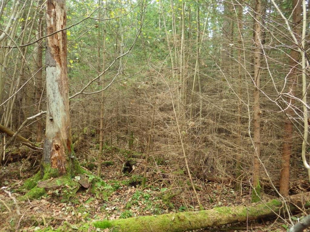 torfowców ( 1 stanowisko, 7 stanowisk, 2 stanowiska) i występowanie charakterystycznych krzewinek ( 2 stanowiska, 3 stanowiska, 5 stanowisk).