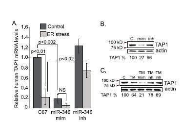 Najważniejsze spostrzeżenia z prezentowanych doniesień 27 Rycina 7. Wpływ mir-346 na ilość mrna (A) i białka TAP1(B i C) w komórkach HeLa.