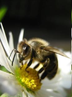 pszczoła miodna, resztę zapylają pszczołowate dziko żyjące.