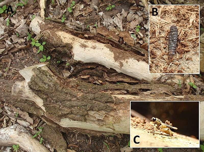 Swarzędz [UTM: XU 40], począwszy od dnia 06 VI 2015 obserwowano kilkadziesiąt okazów imagines na pniu powalonego jesionu (Fraxinus excelsior) oraz w prześwietleniach roślinności w jego pobliżu,