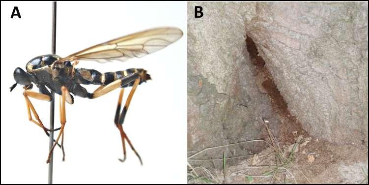 Xylomya maculata (MEIGEN, 1804) Gortatowo [UTM: XU 41]: 02 VII 2015, obserwacja 3 imagines (2 i 1, 1 odłowiono) w dziupli kasztanowca (Aesculus hippocastanum), której dolna krawędź znajduje się na