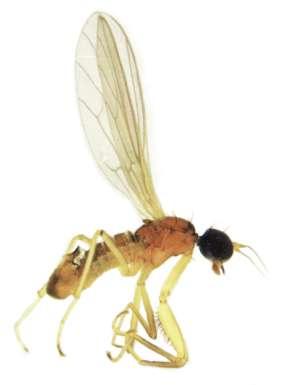 Ryc. 1-2. Chelipoda vocatoria (FALLÉN) - samiec i samica Fig. 1-2. Chelipoda vocatoria (FALLÉN) - male & female Phyllodromia melanocephala (FABRICIUS, 1794) Materiał: 8 okazów (6, 2 ) Tatry Wysokie: Białka, 990 m n.