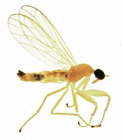 Ryc. 3. Chelifera flavella (ZETTERSTEDT) - samiec Fig. 3. Chelifera flavella (ZETTERSTEDT) - male Chelifera precabunda COLLIN, 1961 - (ryc. 4) Chelifera praecatoria Fll (sic!