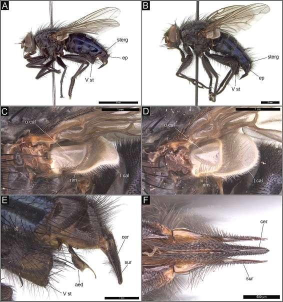 Ryc. 1. A - F. Calliphora rohdendorfi i Calliphora subalpina. A) C. rohdendorfi, samiec, habitus, widok z boku; B) C. subalpina, samiec, habitus, widok z boku; C) C.