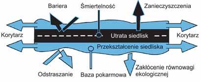 5 Plany działań poprawiających łączność ekologiczną 5.