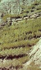 110 Umocnienie tarasowe materiałem roślinnym Materiał roślinny (gałęzie wierzb, ukorzenione rośliny naczyniowe) łożony na skarpie, powinien wznosić się na zewnątrz pod kątem 10.