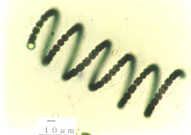 wielu ryb, zmienia smak wody na trawiasty Microcystis