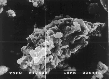 18 Fot. 9. Niestopiony agregat minerałów ilastych. Próbka Z-1. SEM/EDX 