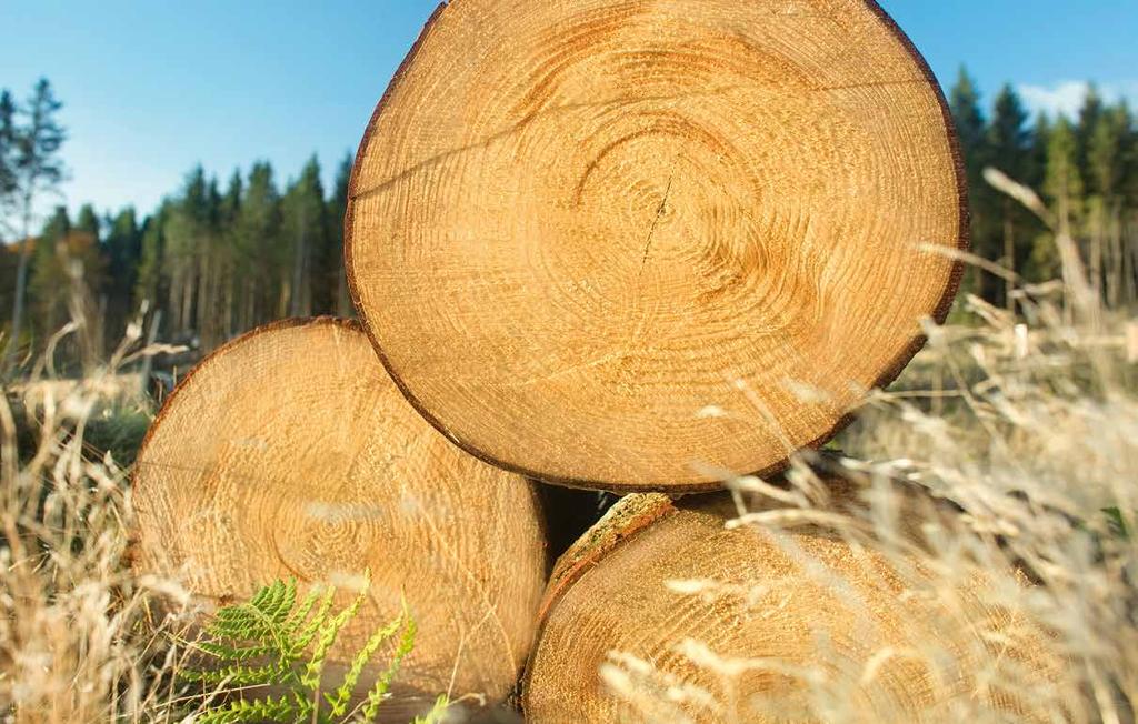 Pochłanianie CO₂ Gdzie uwalniane są gazy cieplarniane podczas przetwarzania drewna? CO 2 jest generowany kilkukrotnie podczas przetwarzania drewna.