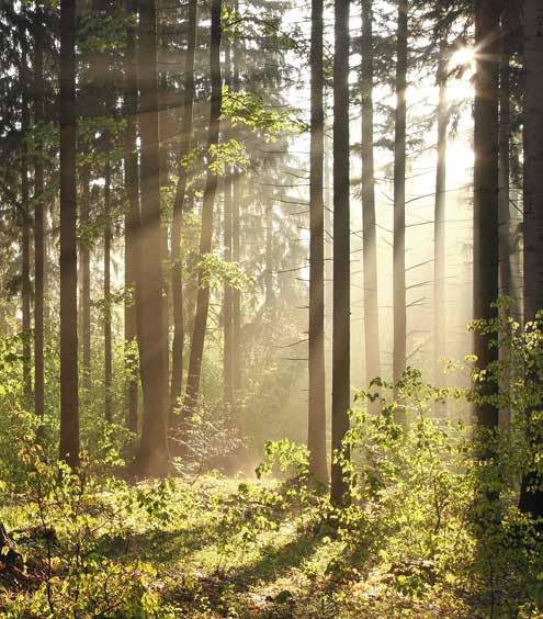 Ochrona zasobów POWIERZCHNIE LASÓW CERTYFIKOWANYCH W 2016 R. W HEKTARACH Kraj Niemcy Francja Całkowita powierzchnia lasów 11 076 000 17 572 000 Jakie lasy mogą być źródłem surowca?