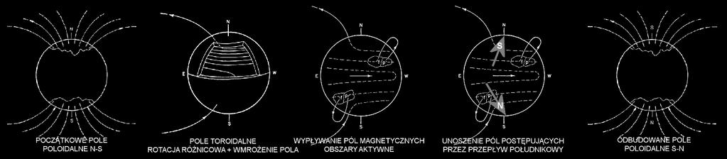 rotacja różnicowa DYMANO SŁONECZNE przepływ południkowy ~11 LAT 15-25 m/s rotacja różnicowa + konwekcja przekształcają globalne pole poloidalne w pole toroidalne wypływające silne pola