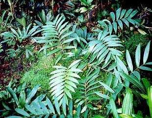 Ceratozamia microstrobila Photo: 2000 Palm & Cycad Societies of Florida, Inc, źródło: www.cites.org DZIĘKUJĘ ZA UWAGĘ!