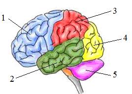 17. Mózg jest częścią ośrodkowego układu nerwowego, znajdują się w nim ośrodki nerwowe rozmieszczone w płatach. Rysunek nr 7 przedstawia schematyczną budowę mózgowia. Odpowiedz na pytania: 17.