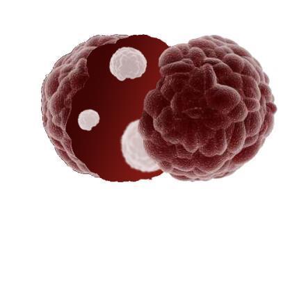 Trudności z oznaczaniem chemowrazliwosci z tkanki nowotworowej dostępność materiału heterogeniczność guza pierwotnego Cell type A Cell type B heterogeniczność