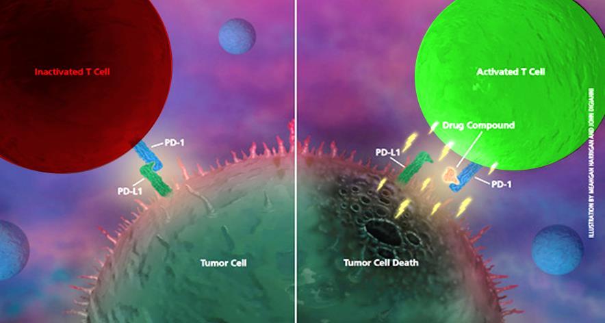 Rola PDL-1 w immunoterapii nowotworów szlak PD-1/PDL-1 jest kluczowy w immunologicznej odpowiedzi wobec komórek nowotworowych Hamowanie tego szlaku wydaje sie być obiecujacą strategią terapeutyczną