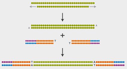 sequencing) 1.