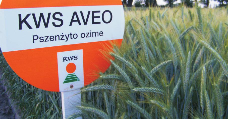 Cechy odmiany: KWS AVEO - stoi do żniw NOWOŚĆ Doskonała odporność na wyleganie - idelana odmiana do intensywnej uprawy Znakomita zdrowotność - bardzo dobra odporność na mączniaka i rdzę brunatną