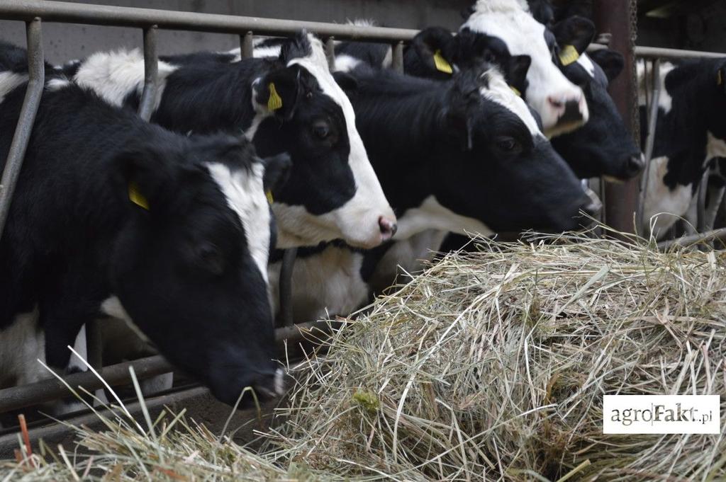 Według wielu specjalistów zgłębiających temat, jak żywić krowy mleczne w zasuszeniu, istnieje teoria dodatku słomy i usunięcia siana.