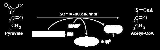 Z pirogronianu do acetylo-coa