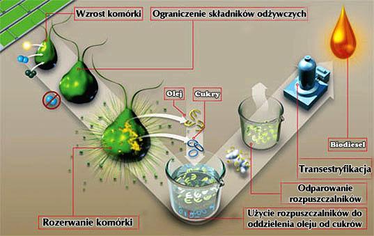 12 Schemat pozyskiwania oleju Metody