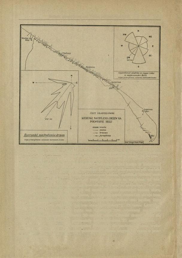 174 Badania geograficzne nad Polską północno-zachodnią. Rye. 1. Kierunki rzeczywiste i średnie nachylenie drzew na półwyspie Helu.
