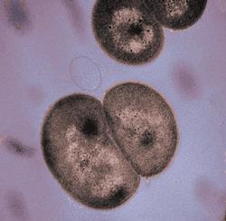 Deinococcus geothermalis T opt =55ºC,