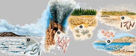 Bioróżnorodność Mikroby ciepłolubne (termofile i hipertermofile) Podmorskie wyloty hydrotermalne Lód morski Źródła siarczanowe Mikroby kwasolubne (acidofile)