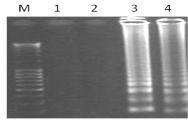 6. Analiza wyników testu Rozdział elektroforetyczny produktów reakcji amplifikacji LAMP w 2% żelu agarozowym 1, 2 kontrola