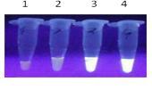 LAMP z dodatkiem barwnika SYBR Green Obserwacja gołym okiem 1, 2 kontrola negatywna (bez matrycy GPV) 3, 4 kontrola pozytywna