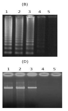 3 matryca GCV 4 matryca GHPV 5 kontrola negatywna DNA izolowany z tkanki wątrobowej zdrowej gęsi Czułość testu Kontrola testem LAMP 1 100 TCID 50 2 10 TCID 50 3 1.