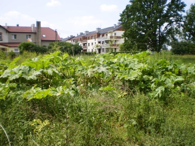 Barszcz Sosnowskiego w Bielanach Wrocławskich (z lewej) i Dziewinie (z prawej), 2010 r. Dziewin Niewielka wieś położona w dolinie Odry między Prochowicami i Ścinawą.