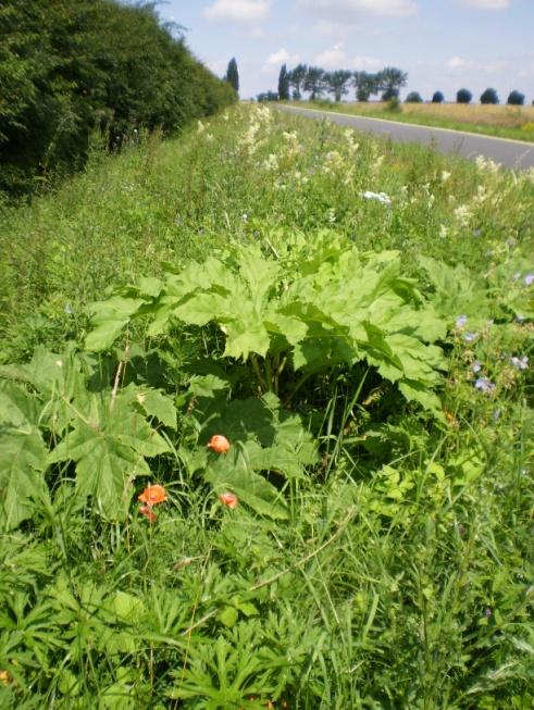 powodując zagrożenie dla zdrowia ludzi. Gmina Świdnica w 2015 roku wykonała inwentaryzację barszczu Sosnowskiego i próbowała uzyskać dofinansowanie z NFOŚiGW na jego zwalczanie, lecz nieskutecznie.