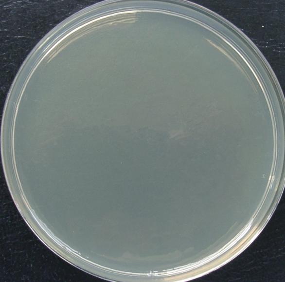 podłożu TSA - 0,5ppm.