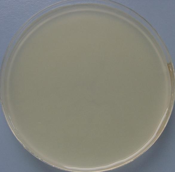 Agar. 50 ppm.